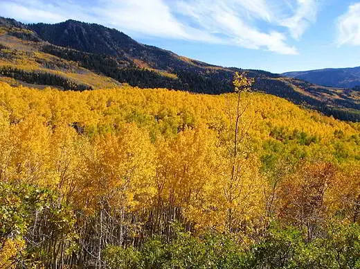 peupliers faux tremble au fishlake national forest dans l utah